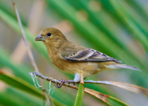 Lesser Goldfinch