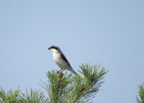 Lesser Grey Shrike