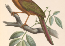 Lesser Ground Cuckoo