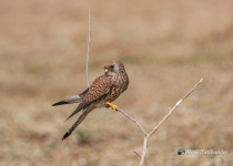 Lesser Kestrel