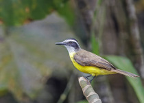 Lesser Kiskadee