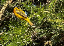 Lesser Masked Weaver