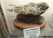 Lesser Nighthawk