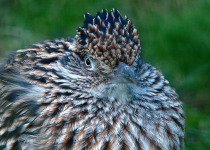 Lesser Roadrunner
