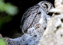 Lesser Sooty Owl