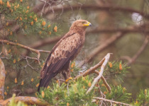 Lesser Spotted Eagle