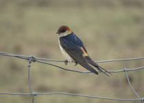 Lesser Striped Swallow