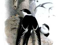 Lesser Swallow-tailed Swift