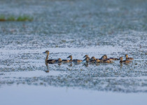 Lesser Whistling Duck