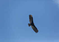 Lesser Yellow-headed Vulture