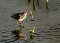 Lesser Yellowlegs