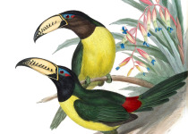 Lettered Aracari