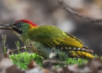 Levaillant's Woodpecker