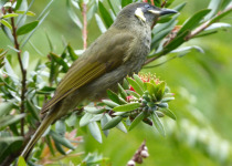 Lewin's Honeyeater