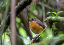 Leymebamba Antpitta
