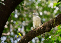 Liberian Greenbul