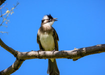 Light-vented Bulbul