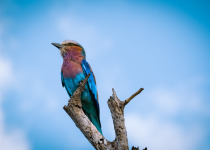 Lilac-breasted roller