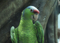 Lilac-crowned Amazon