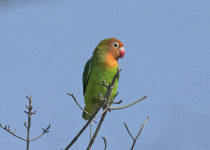Lilian's lovebird