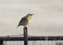 Lilian's Meadowlark