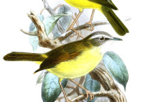 Limestone Wren-Babbler