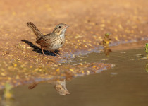 Lincoln's Sparrow