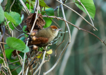Line-cheeked Spinetail