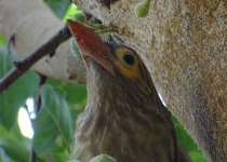 Lineated Barbet