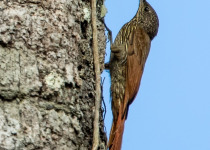 Lineated Woodcreeper