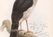 Lined Forest Falcon