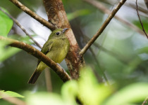 Lita's Cryptic Flycatcher