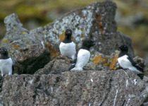 Little Auk