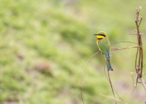 Little Bee-eater