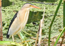 Little Bittern