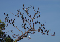 Little Black Cormorant