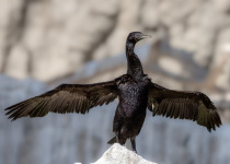 Little Black Cormorant