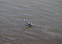 Little Blue Heron