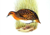 Little Buttonquail