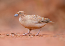 Little Buttonquail
