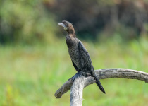 Little Cormorant