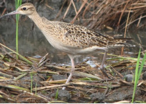 Little Curlew