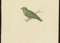 Little Green-pigeon