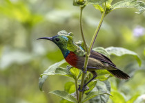 Little Green Sunbird