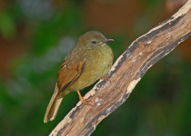 Little Greenbul