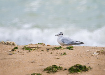 Little Gull