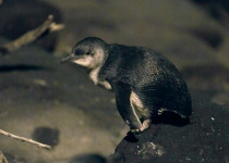 Little Penguin