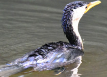 Little Pied Cormorant