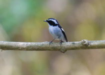 Little Pied Flycatcher