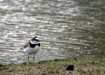 Little Ringed Plover